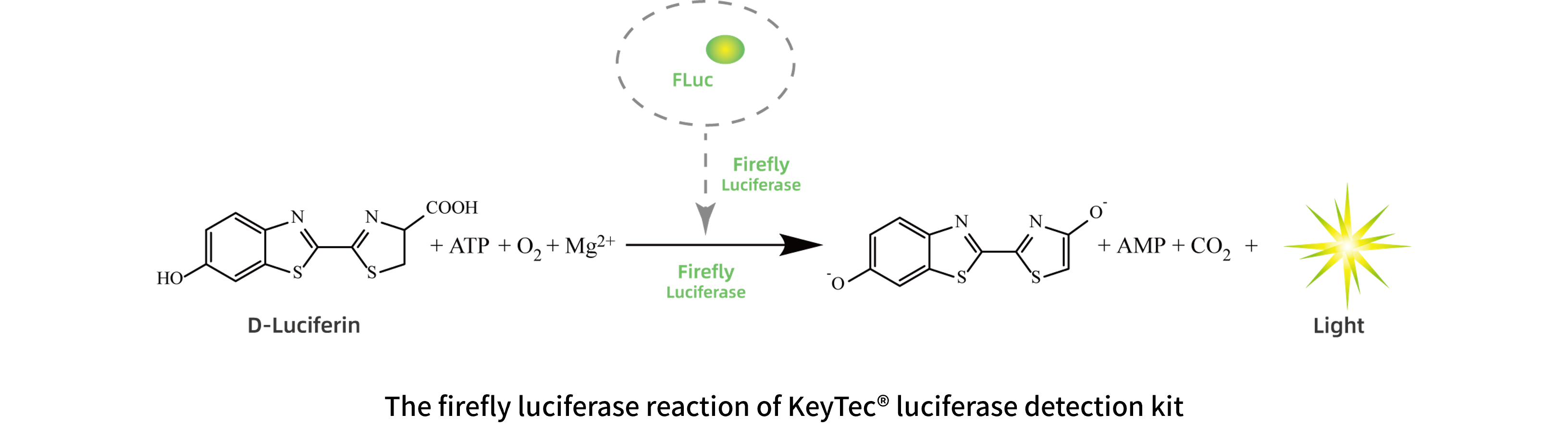 EN_Firefly luciferase_2.png EN_Firefly luciferase_2.png