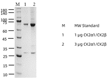 P1HI0027_2.3.png