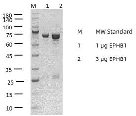 P1HI0046_2.3.png
