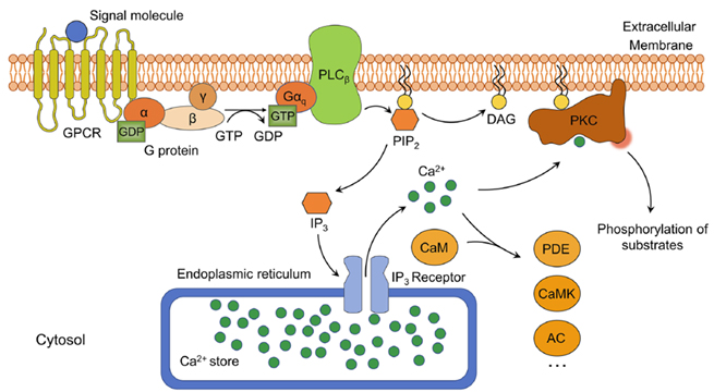 Schematic diagram of the phosphatidylinositol signaling pathway