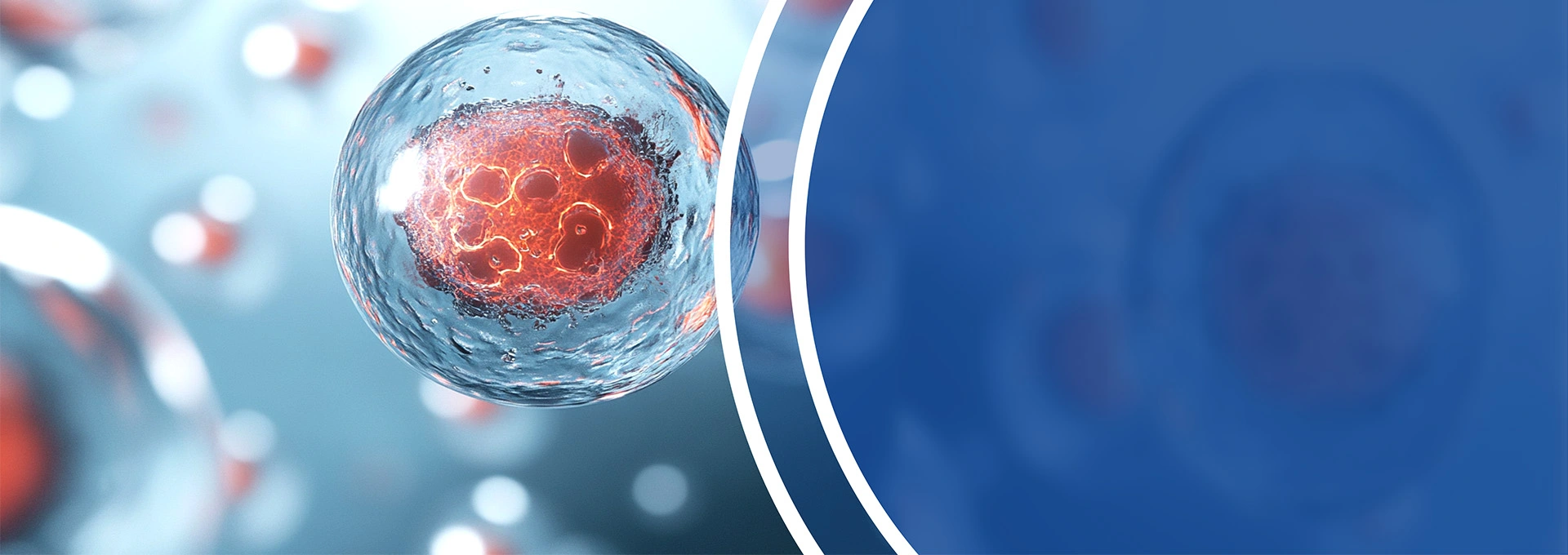 Cell Viability Assays