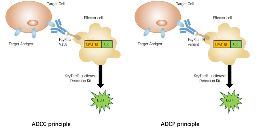 antibody-fc-function.jpg