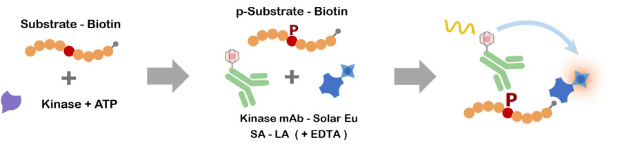 kinase-activity.jpg