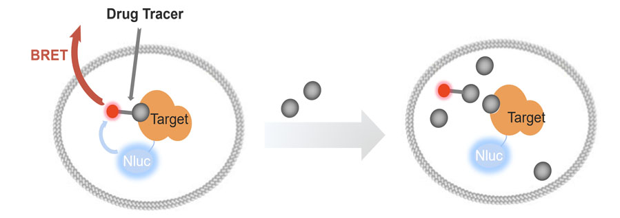 kinase-target-engagement.jpg