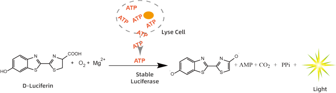 Figure_1._KeyTec__Luminescent_3D_Cell_Viability_Detection_Kit_principle.png