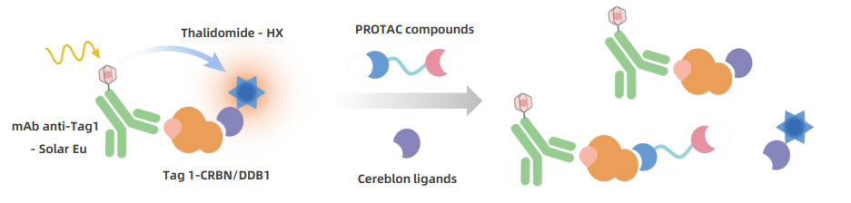 KeyTec_TR-FRET_human_cereblon_protein_binding_assay_principle.png