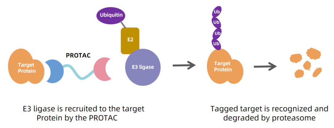 Precise_Degradation_of_Target_Proteins.png
