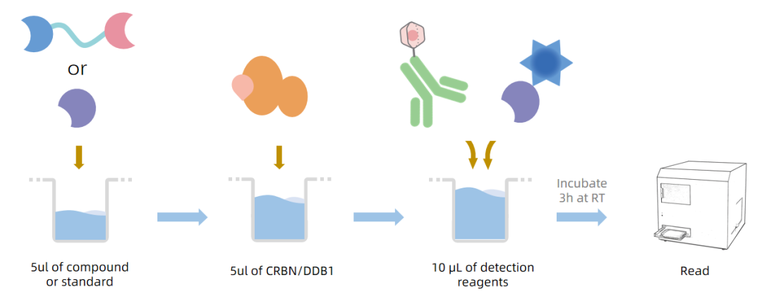Steps_for_CRBN_Single-Side_Screening_Assay.png