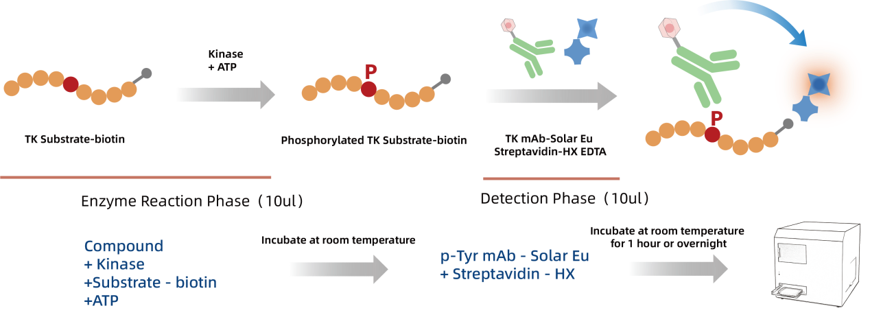 KeyTec_TR-FRET_TKs_Kinase_Kit_Principle.png