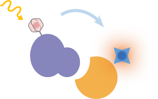 fluorescence-labeled.png