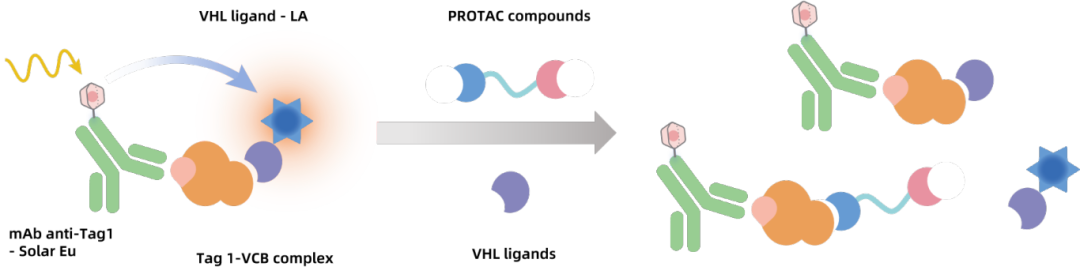 KeyTec®_TR-FRET_Human_VHL_Binding_Assay.png
