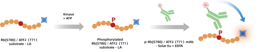KeyTec®_TR-FRET_Kinase_Activity_Detection_Principle.png