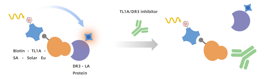 new-product-launch-tl1a-dr3-tl1a-dcr3-binding-assay-kits-pioneering-breakthroughs-in-autoimmune-disease-drug-development_01.png