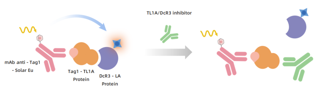 new-product-launch-tl1a-dr3-tl1a-dcr3-binding-assay-kits-pioneering-breakthroughs-in-autoimmune-disease-drug-development_02.png