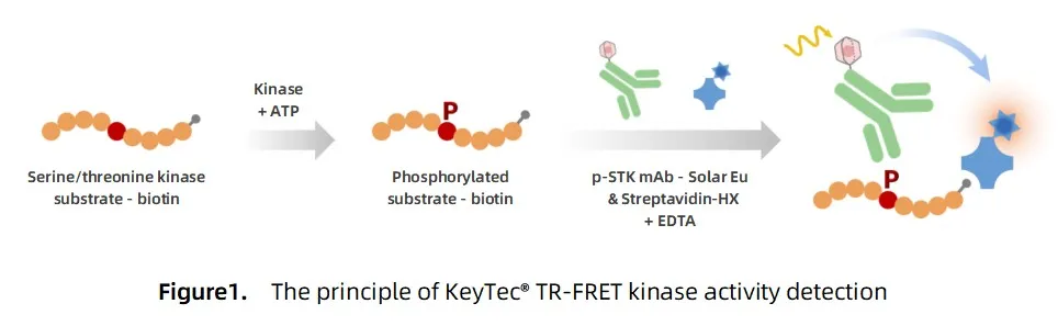 KeyTec® TR-FRET STK S3 kinase kit A1080005S