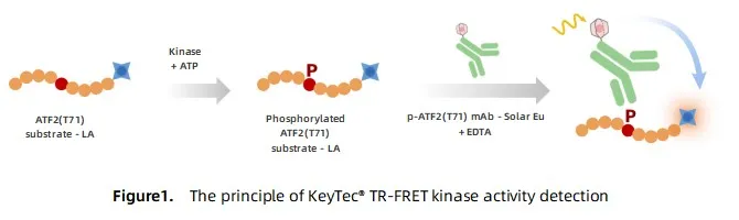 KeyTec® TR-FRET CDKs kinase kit - ATF2(T71) substrate A1080007S