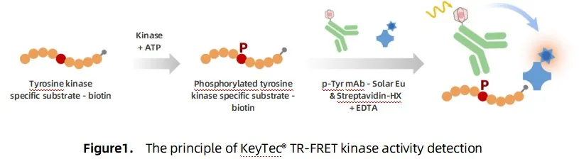 KeyTec® TR-FRET TKs kinase kit A1080001B