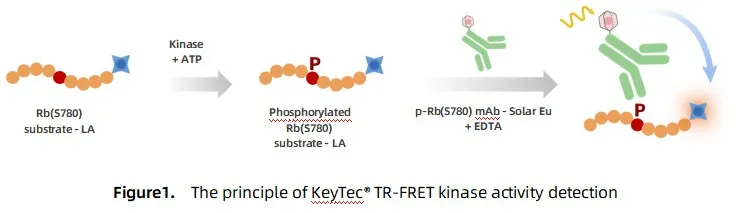 KeyTec® TR-FRET  CDKs kinase kit - Rb(S780) substrate A1080006S