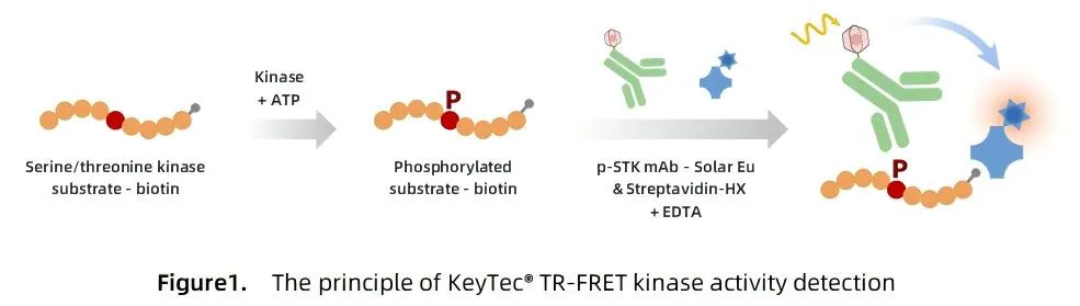 KeyTec® TR-FRET STK S1 kinase kit A1080003S