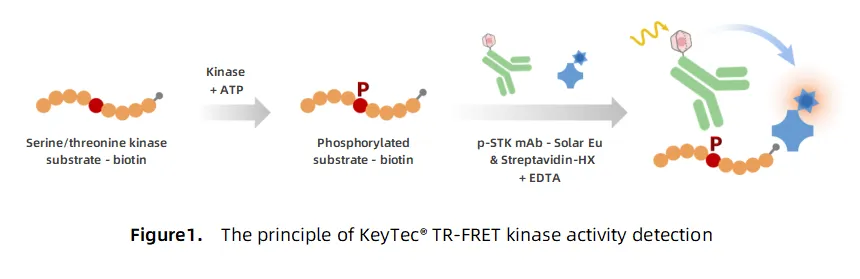KeyTec® TR-FRET STK discovery kinase kit A1080002S