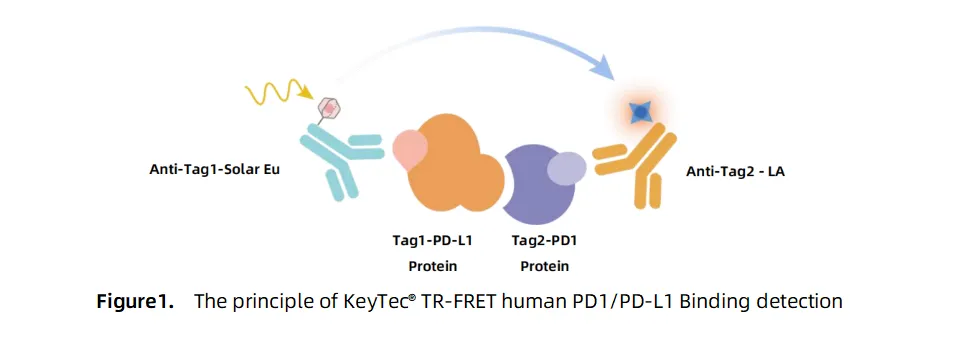 KeyTec® TR-FRET PD1/PD-L1 Binding Assay kit A1090003S