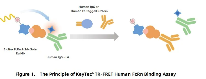 KeyTec® TR-FRET Human FcRn binding kit A1040012S