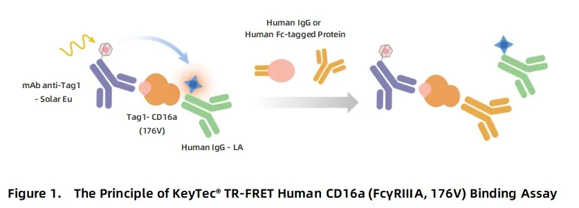 KeyTec® TR-FRET Human CD16a (FcγRIIIA, 176V) binding kit A1040013S