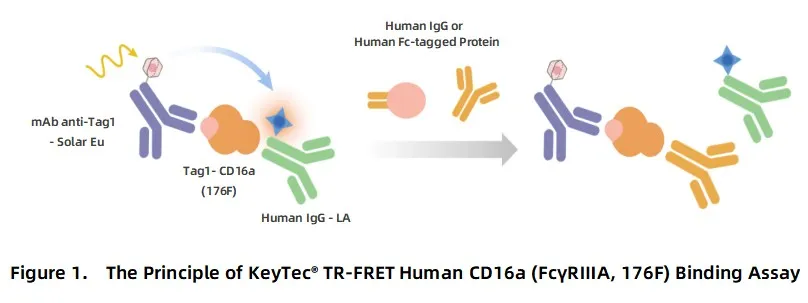 KeyTec® TR-FRET Human CD16a (FcγRIIIA, 176F) binding kit A1040014S