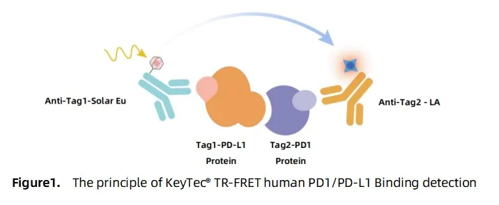 KeyTec® TR-FRET PD1/PD-L1 Binding Assay kit A1090003L