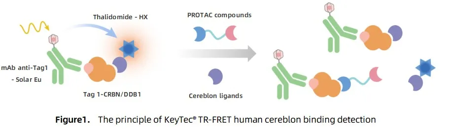 KeyTec® TR-FRET Human cereblon binding kit A1090004S