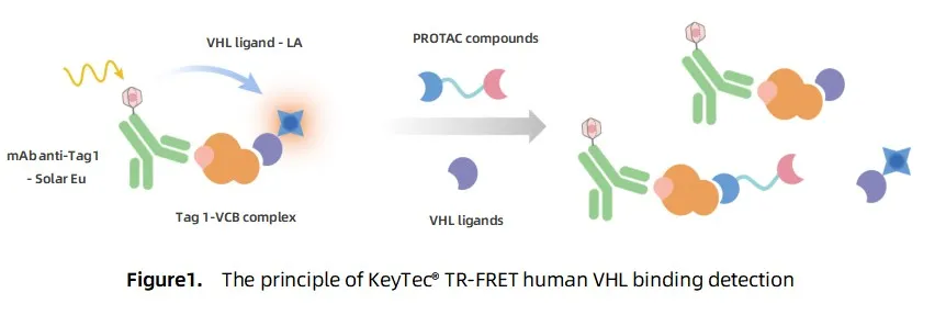 KeyTec® TR-FRET Human VHL binding kit A1090005S