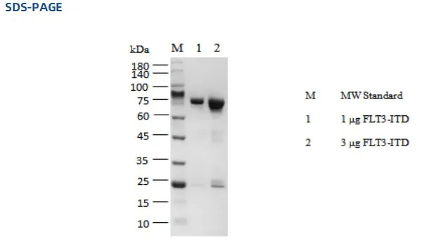 KeyTec® FLT3-ITD, N-GST; C-His P1HI0146S