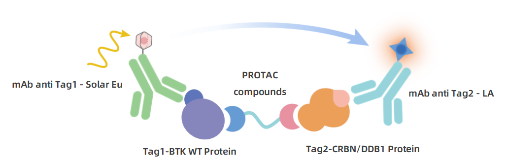 BTK-WT-CRBN_PROTAC_Binding_Assay_Principle.png