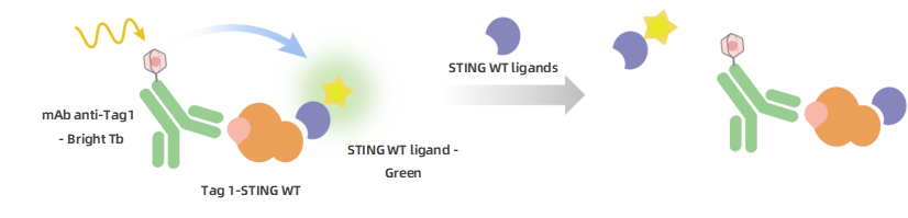 KeyTec®_TR-FRET_Human_STING_WT_Protein_Binding_Assay_Principle.png