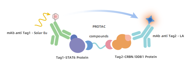 STAT6-CRBN_PROTAC_binding_detection_principle.png STAT6-CRBN_PROTAC_binding_detection_principle.png