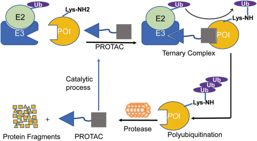 Schematic_diagram_of_PROTAC-mediated_ubiquitination_and_proteasomal_degradation_of_target_proteins.png