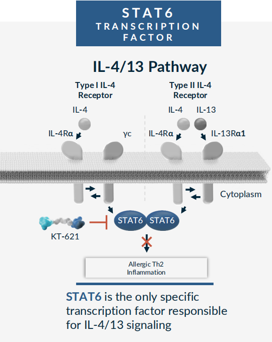 Schematic_diagram_of_the_STAT6_and_IL-4-13_signaling_pathway.png Schematic_diagram_of_the_STAT6_and_IL-4-13_signaling_pathway.png