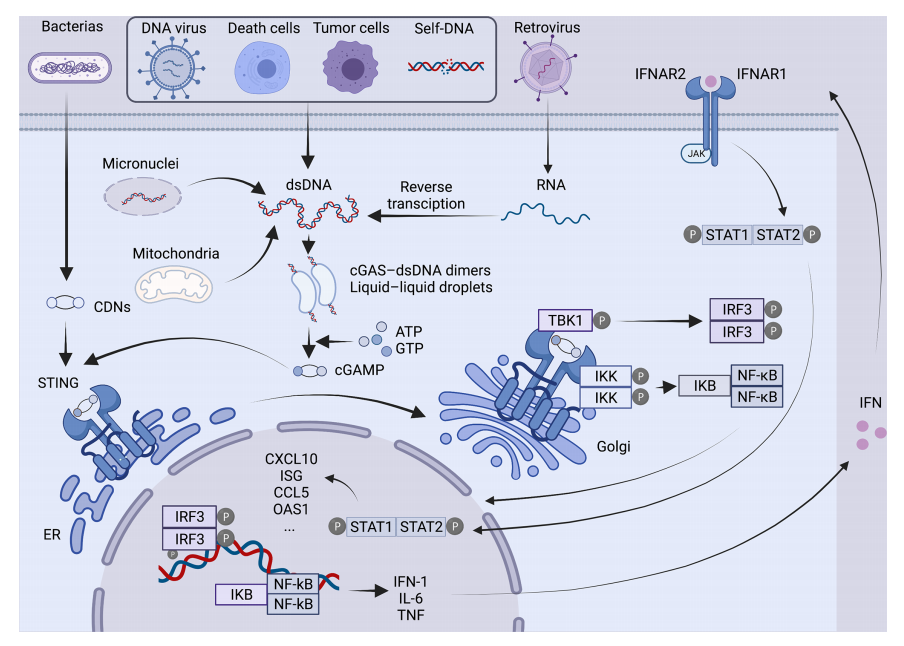 Schematic_diagram_of_the_cGAS-STING_signaling_pathway.png