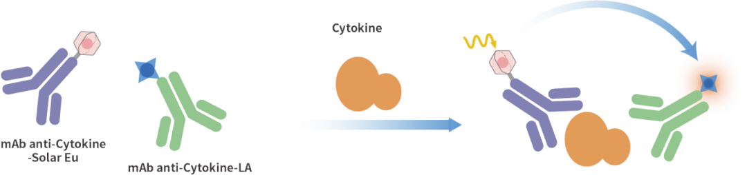 KeyTec®_TR-FRET_Cytokine_Detection_Principle.png