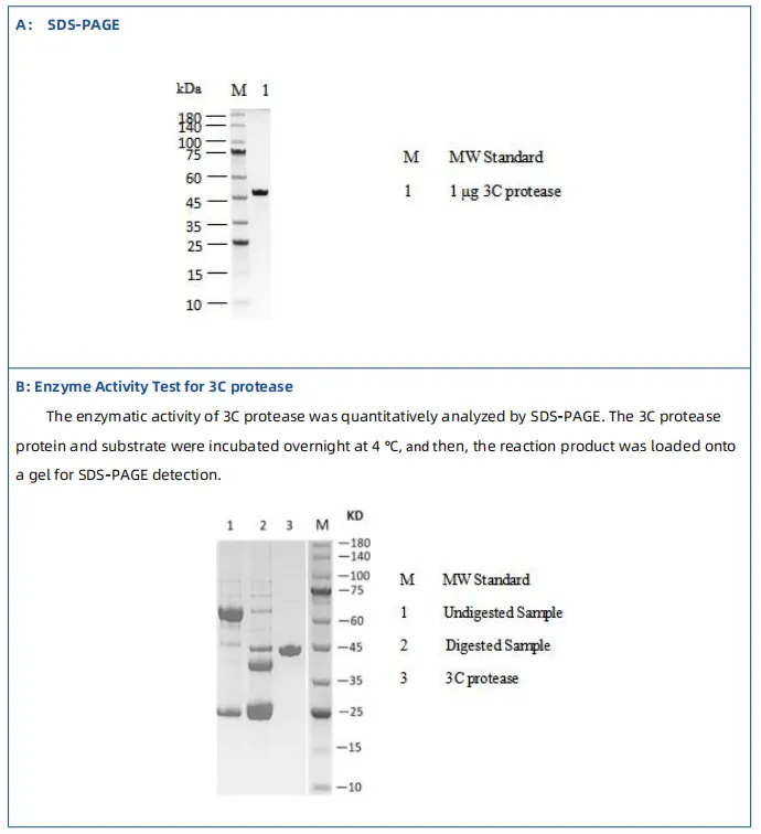 High-Quality Recombinant Proteases and Heat Shock Proteins for Research Applications