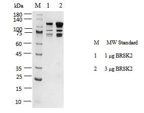 KeyTec® BRSK2, N-GST; C-Strep II P1HI0171S