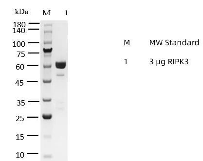 KeyTec® RIPK3, N-GST P1HI0228S