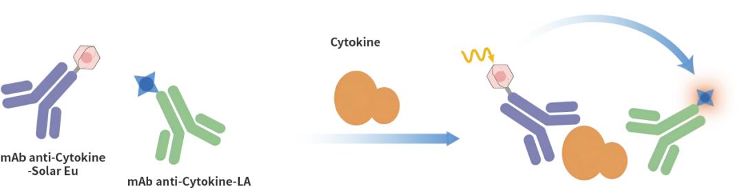 figure-1-schematic-diagram-of-the-keytec-cytokine-detection-kit-principle.jpg