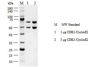 KeyTec® CDK1/CyclinE2, N-GST/N-GST P1HI0180S