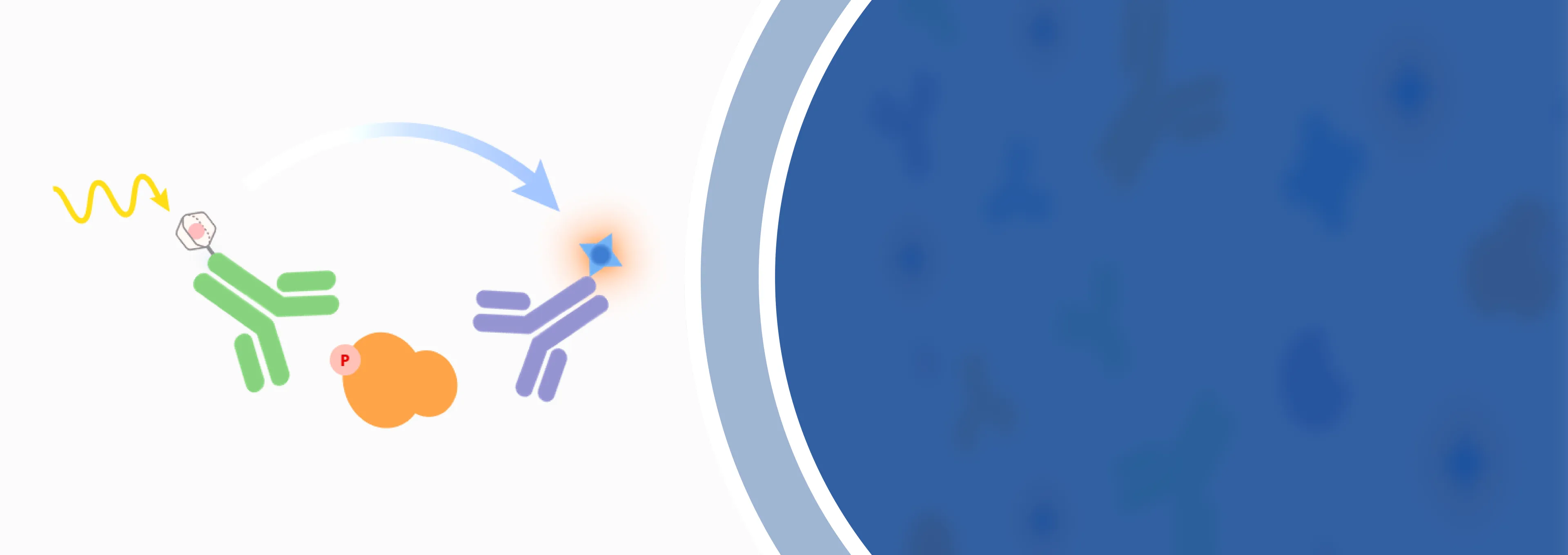 Phosphoprotein