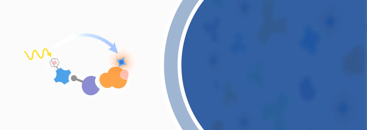 Cytokine - Receptor Binding