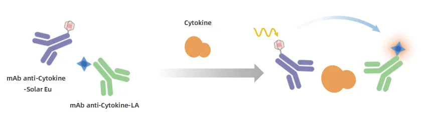 KeyTec® TR-FRET Human IL6 Detection kit A1070003S