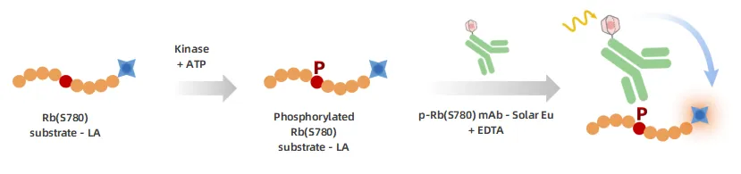 KeyTec® TR-FRET  CDKs kinase kit - Rb(S780) substrate A1080006S