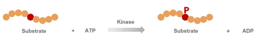 KeyTec® ActRIIA kinase kit A1080018S