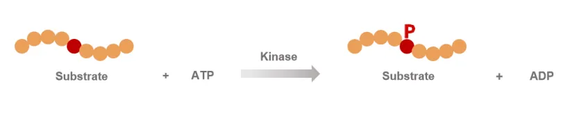 KeyTec® ActRIIB kinase kit A1080019S